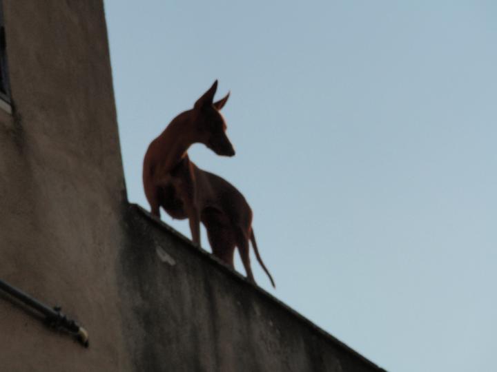 Cirneco Photo